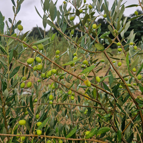 The Great British Olive - Can We Really Grow Olives in the UK?