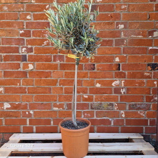 Pom Pom Olive  tree by a brick wall