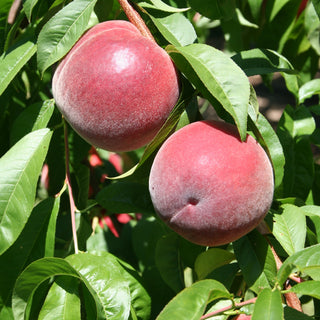 close up of peregrine peach