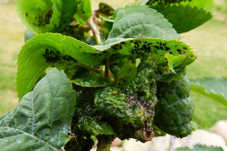 Picture of infestation of cherry blackfly on green leaves