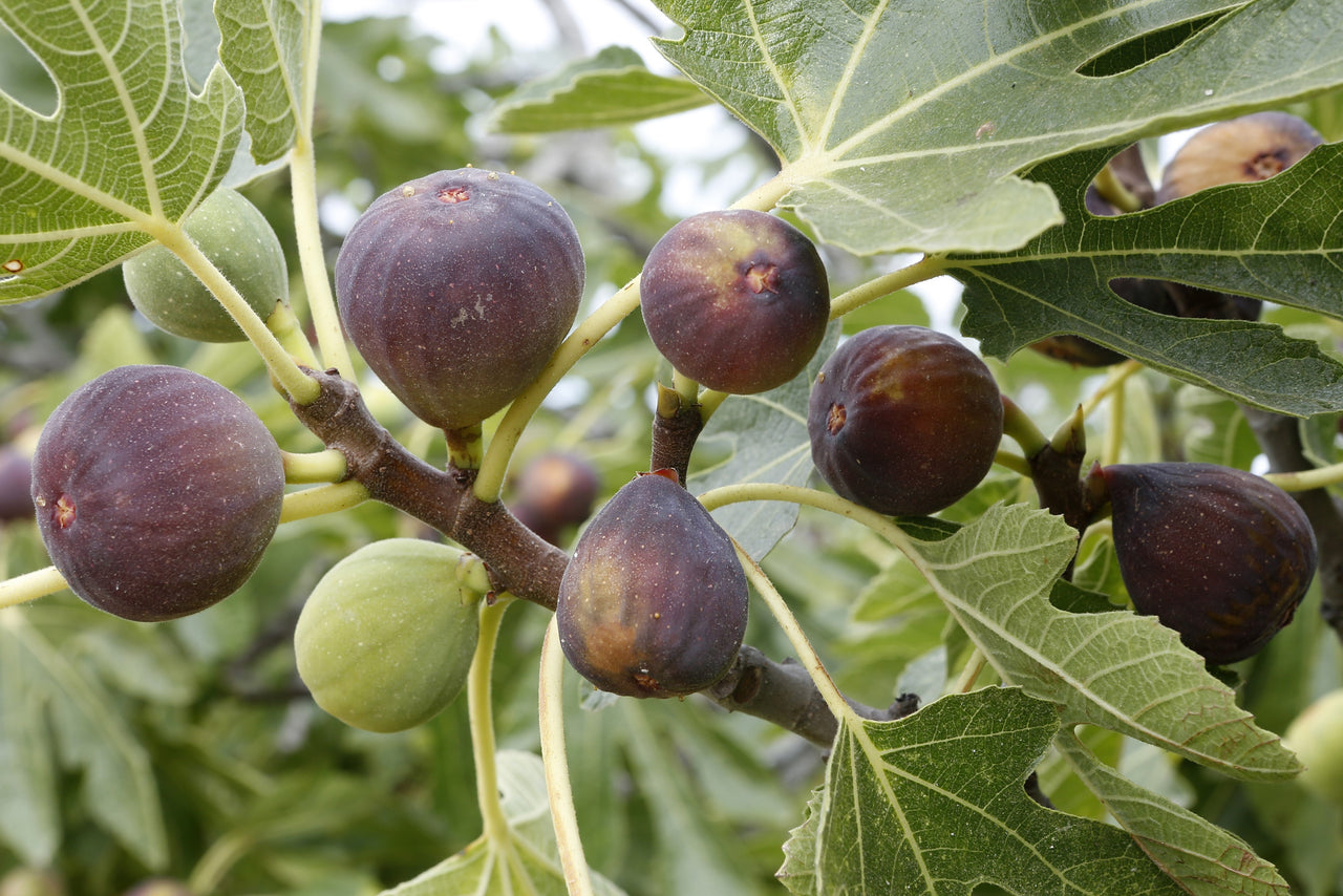 Growing Guide: How to plant and care for Fig Trees