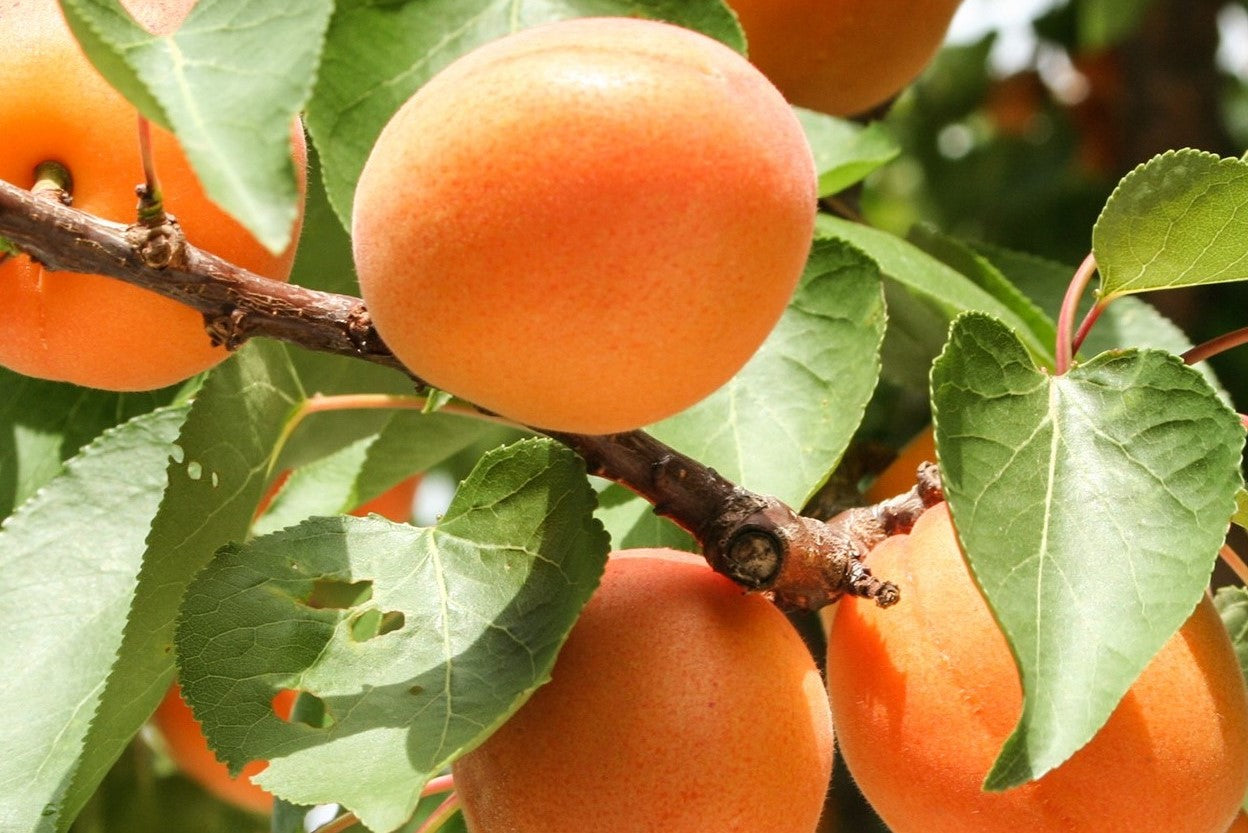 Growing Guide: How to plant and care for Stone Fruit