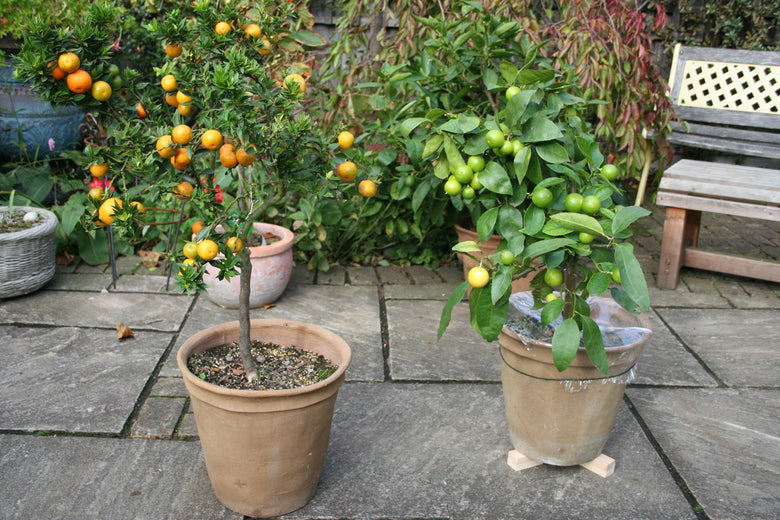 Fruit Tree Growing: Our Autumn guide