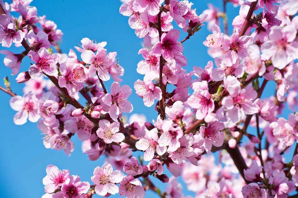 Spring: seasonal advice for fruit tree growers