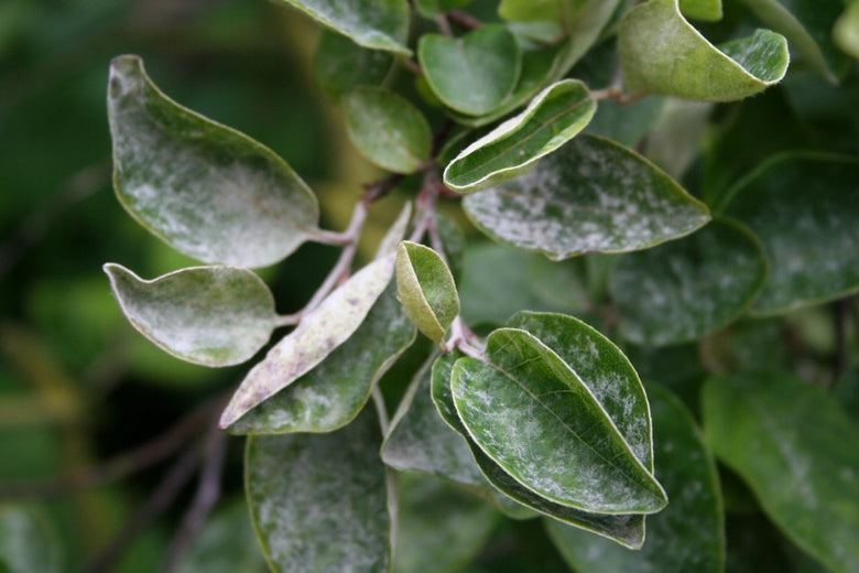 image of powdery mildew on quince leaves
