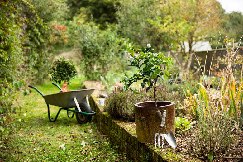 Fruit Tree Planting