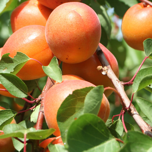 8 Tomcot® apricots ripening on a tree
