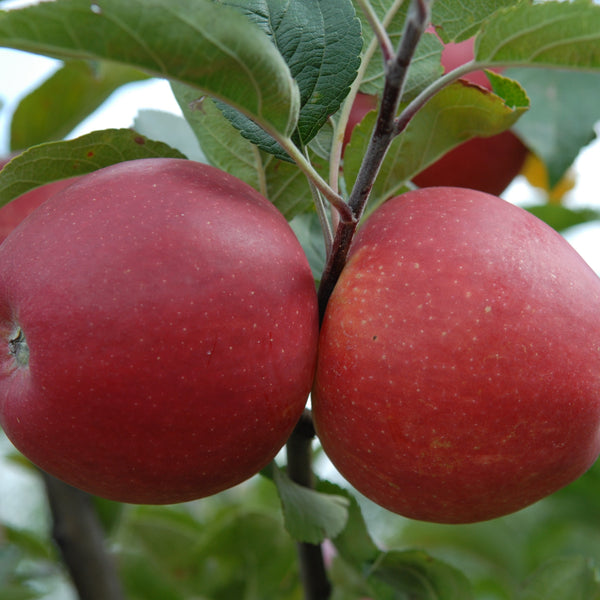 close up of two ripe red Jonagold apples on a tree
