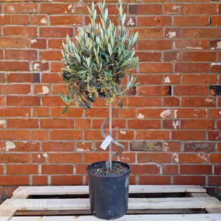Spiral Olive tree by a brick wall in a pot