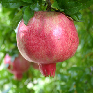 Whole pomegranate on a tree