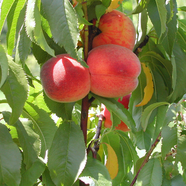 close up of Avalon Pride Peach on a tree