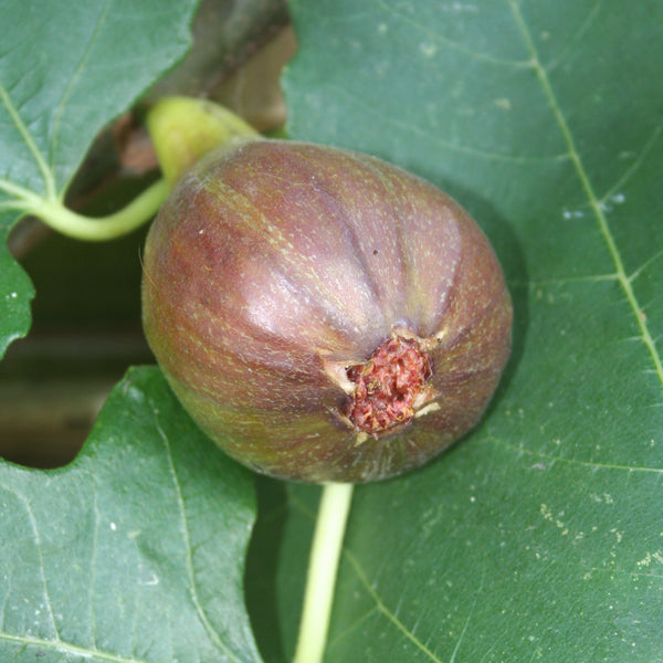 close up of  'brown turkey' fig