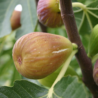 close up of  a ripe Chelsea fig on a tree