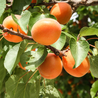 Close up of flavorcot apricot fruit