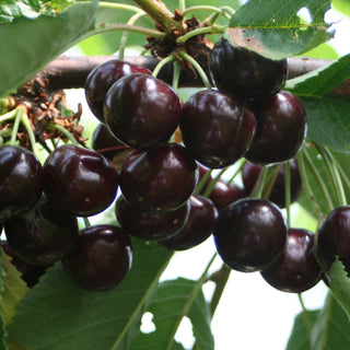Close up of Hartland cherries on a tree