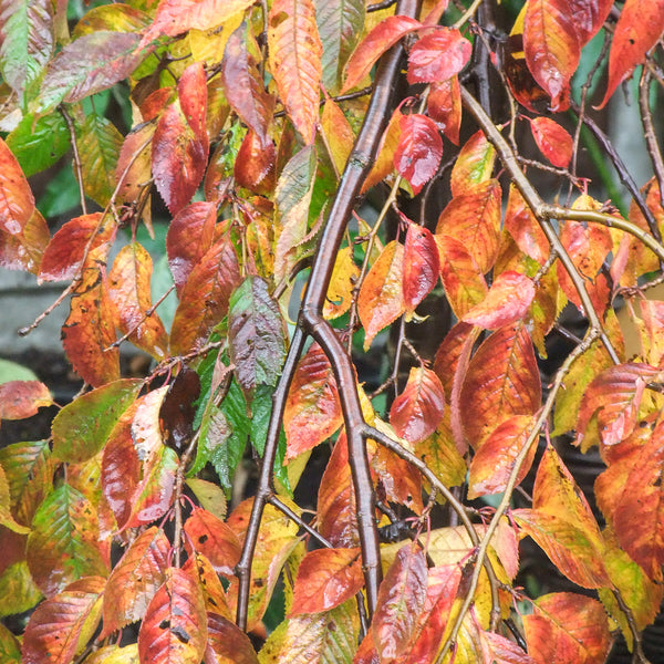 close up of Ilford cherry leaves in autumn