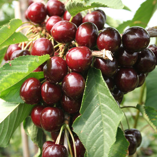close up of Kordia cherries on a tree