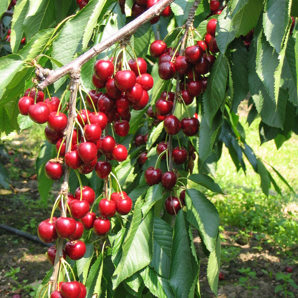 close up of merchant cherry on a tree