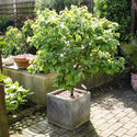 Established Patio Quince in a pot on a patio