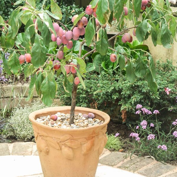 Victoria plum plant in a pot with fruit