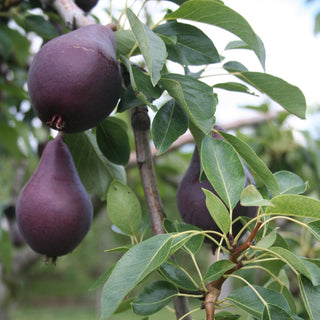 Close up of Red William pears on a tree