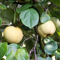 close up of a ripe patio quince on a tree