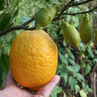 close up of a sibley lemon fruit on a tree