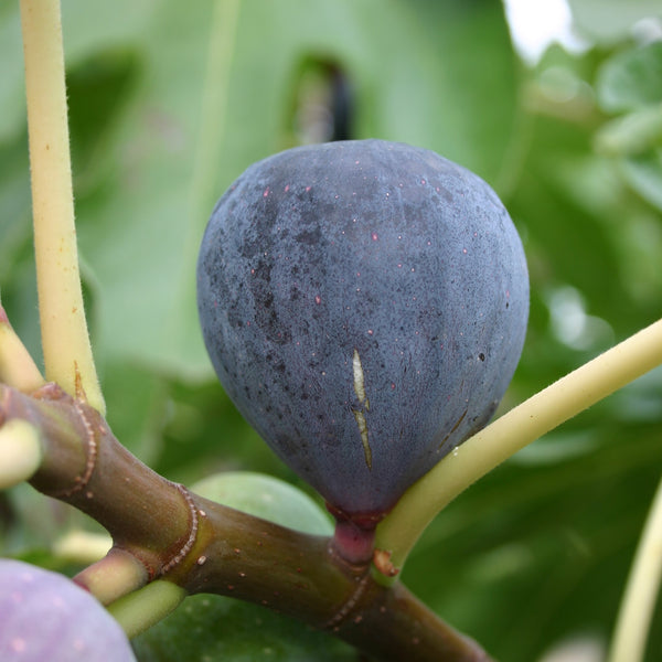 Close up of ripe Sultane fig on a tree