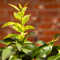 close up of bergamot leaves