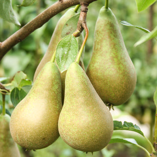 close up of x3 conference pears on a tree