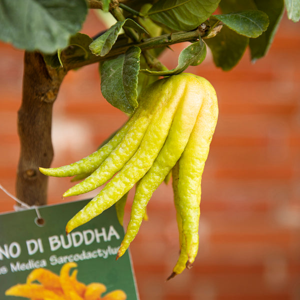 close up of hand of buddha fruit