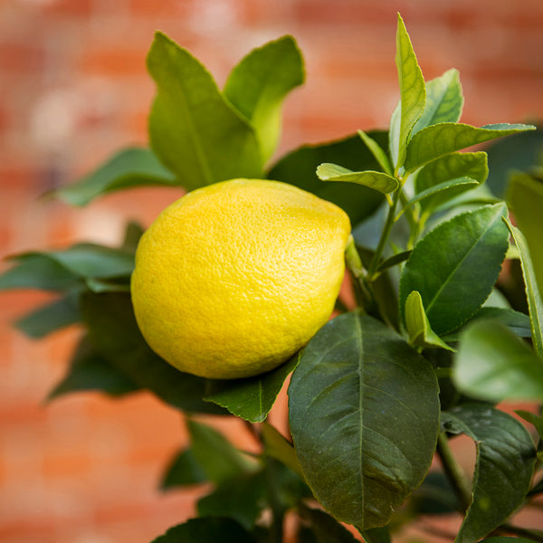 close up of meyer lemon fruit